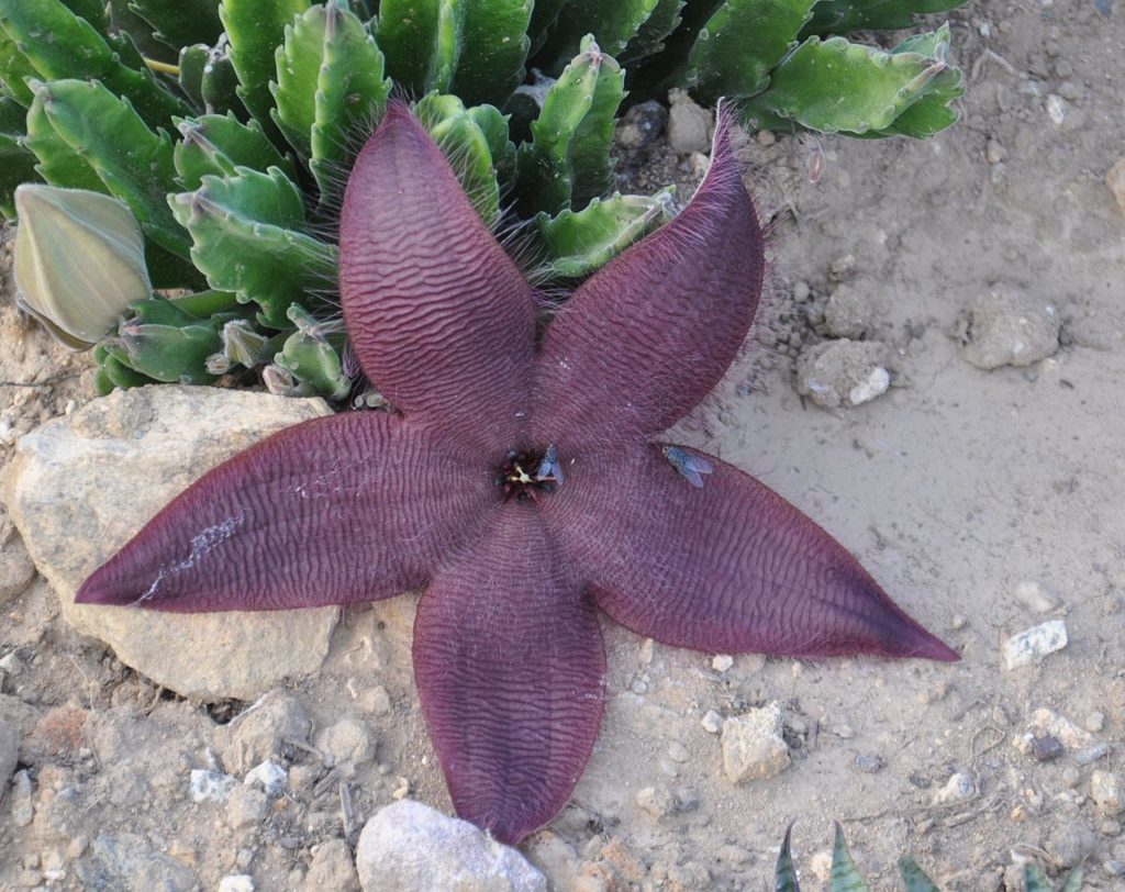 Stapelia Grandiflora Um Guia Desta Suculenta