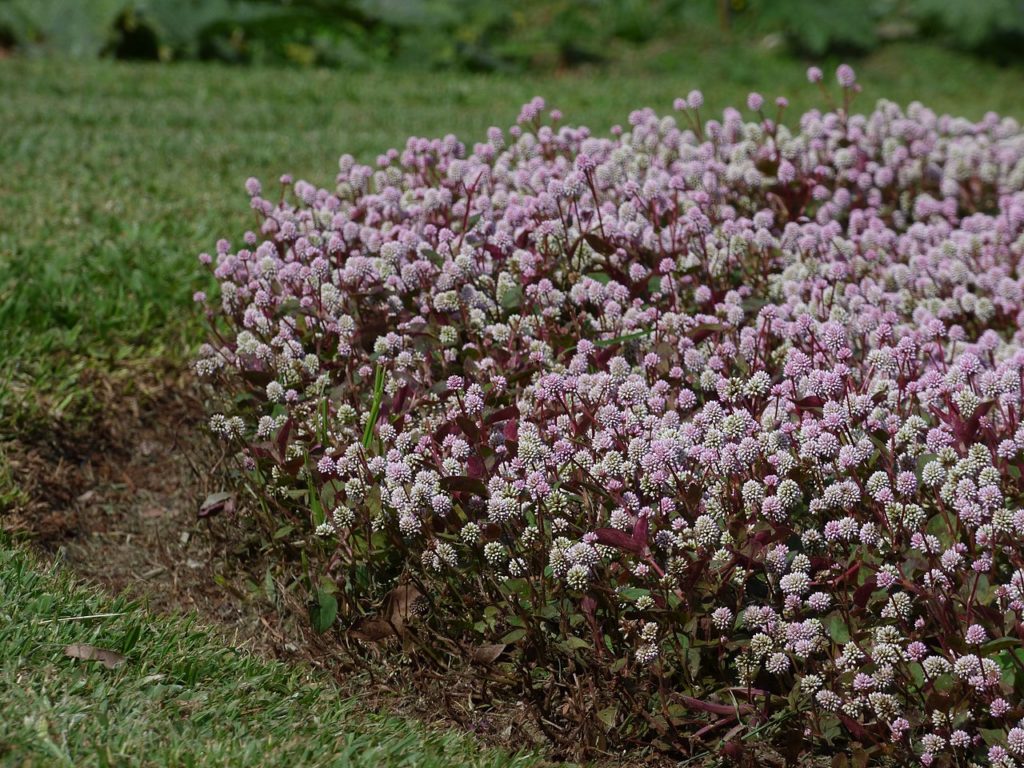 Tapete Inglês: Um Guia Completo Desta Planta Linda