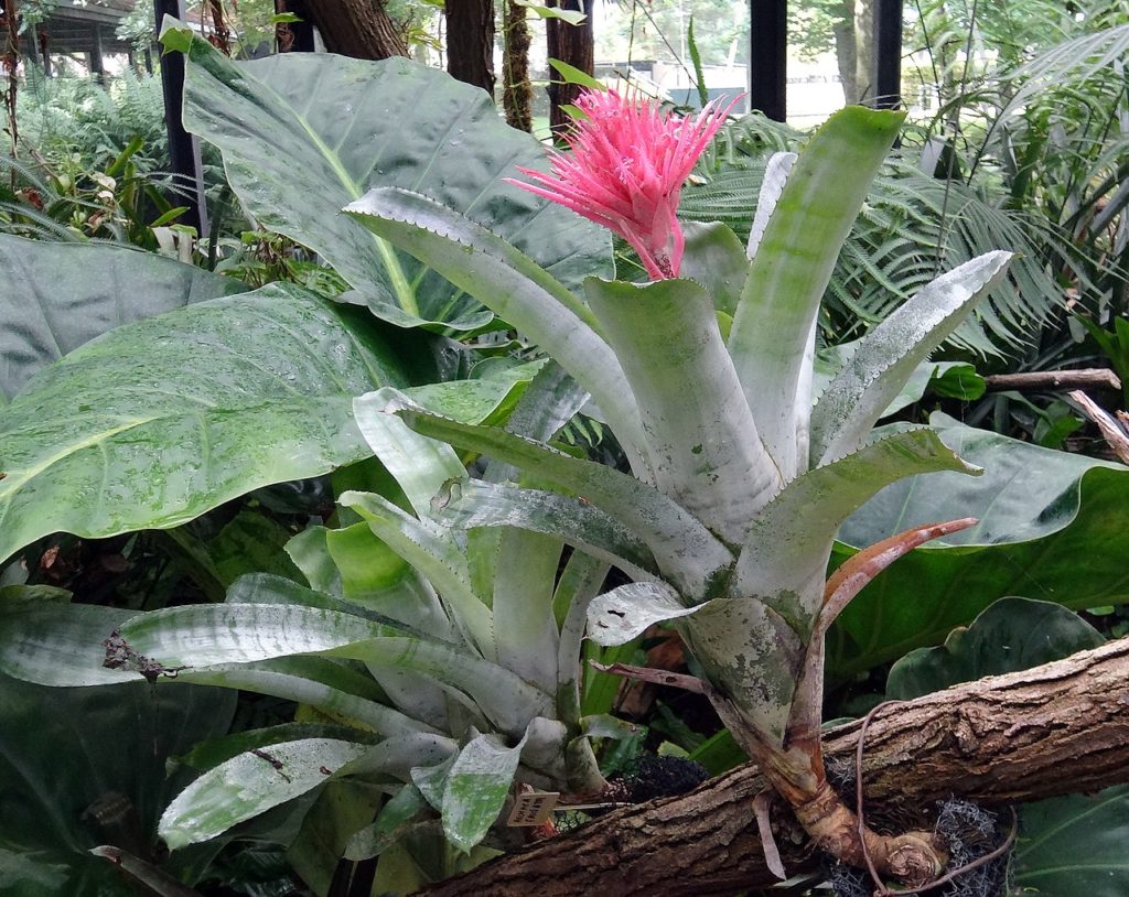 Aechmea Fasciata: Tudo Sobre Essa Bromélia