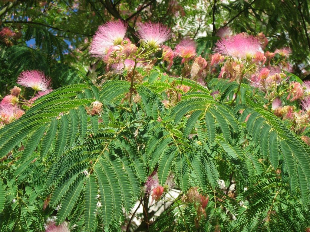 Albizia Um Guia Completo Sobre Essa Planta