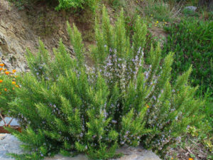 Alecrim Saiba Tudo Sobre Essa Planta