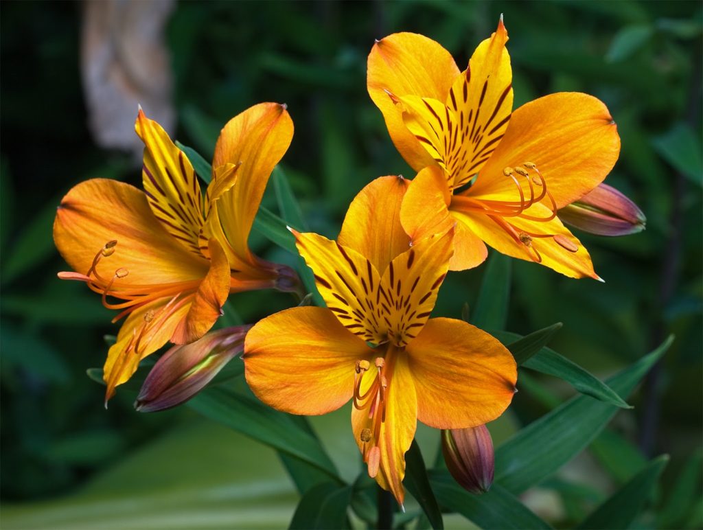 Astromelia Saiba Tudo Sobre Essa Planta