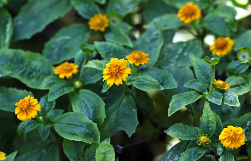 Botão de Ouro Um Guia Completo Desta Planta