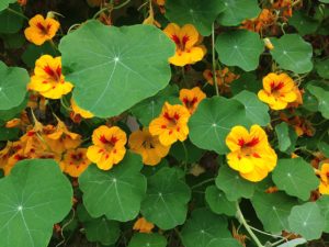Capuchinha Um Guia Completo Desta Planta