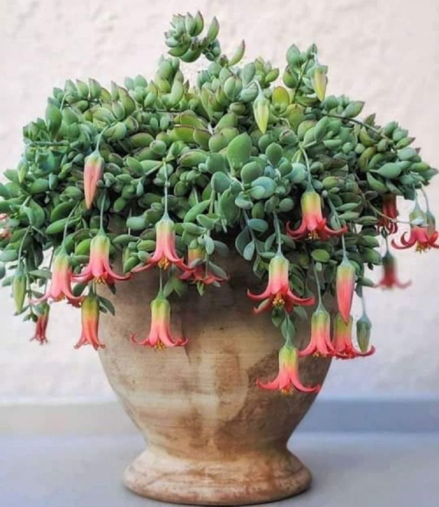 Cotyledon Pendens Tudo Sobre Essa Suculenta