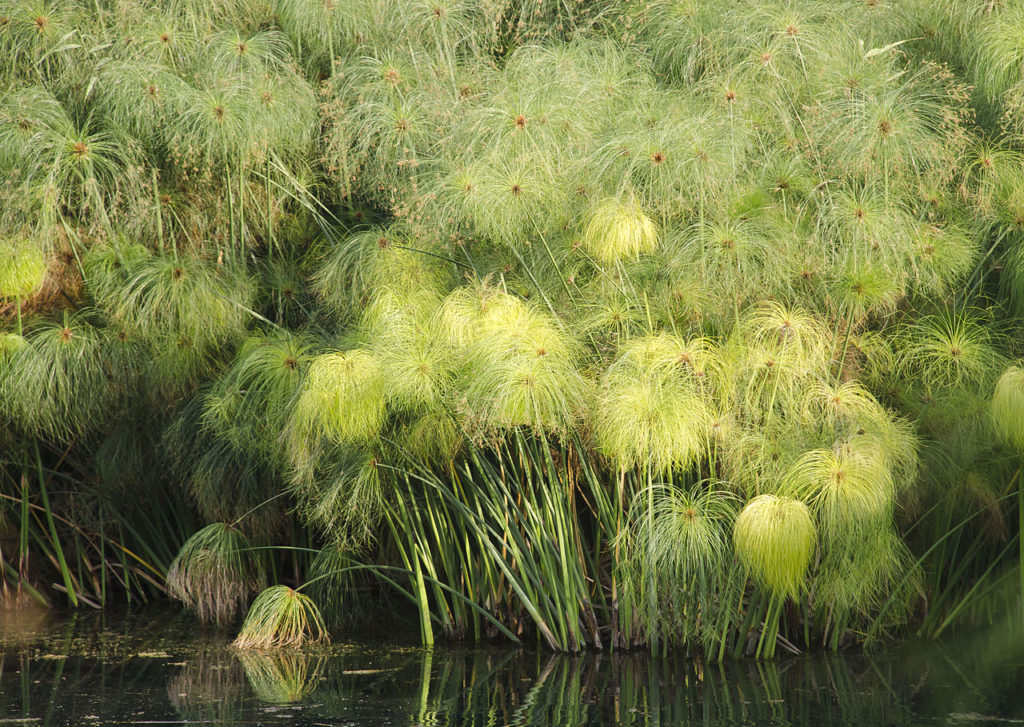 Cyperus Papyrus: Um Guia Completo Desta Planta