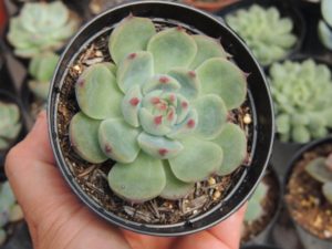 Echeveria Beatrice Tudo Sobre Essa Suculenta