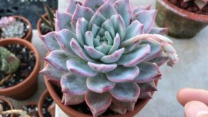 Echeveria Blue Bird Tudo Sobre Essa Suculenta