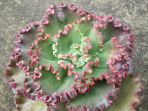 Echeveria Can Can Um Guia Desta Suculenta