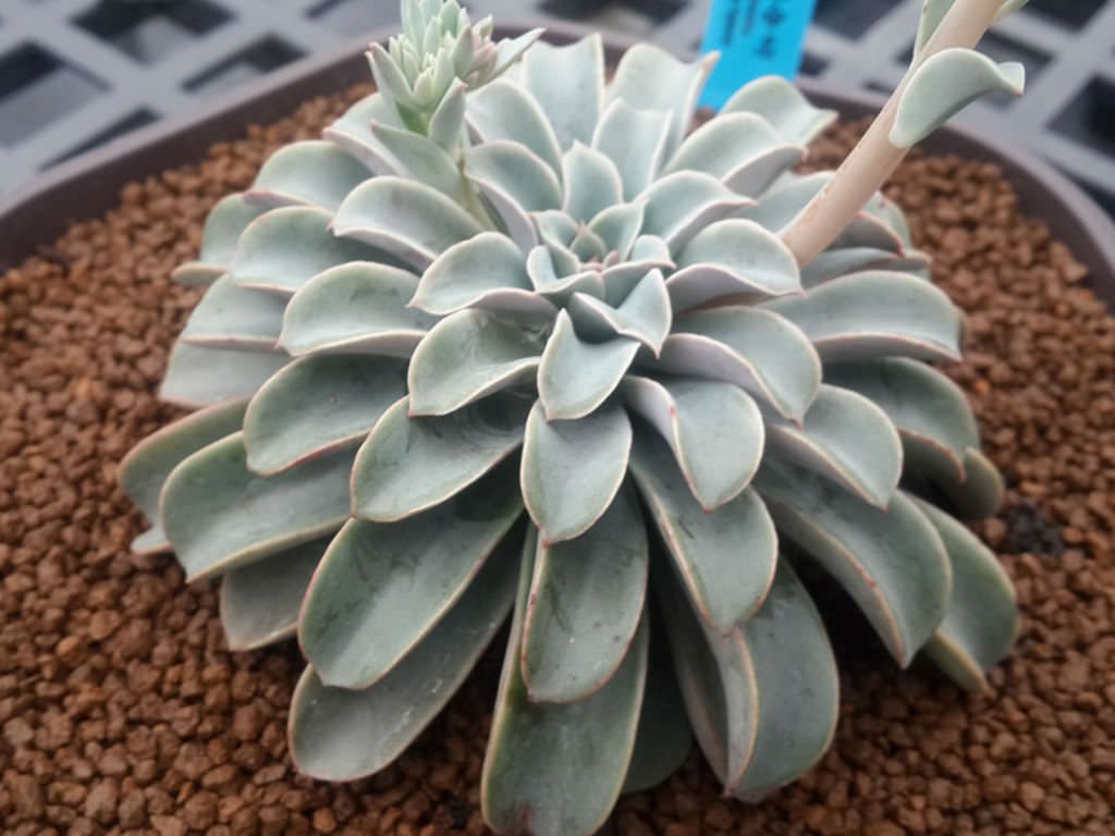 Echeveria Fantastic Fountain Guia Desta Suculenta