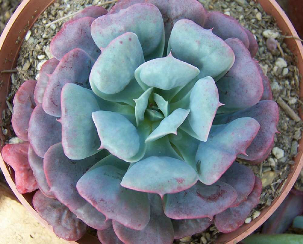 Echeveria Pagoda Tudo Sobre Essa Suculenta