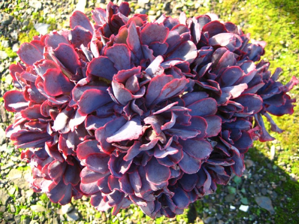 Echeveria Zorro O Guia Completo Desta Suculenta