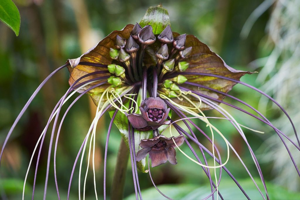 Flor Morcego Saiba Tudo Sobre Essa Planta