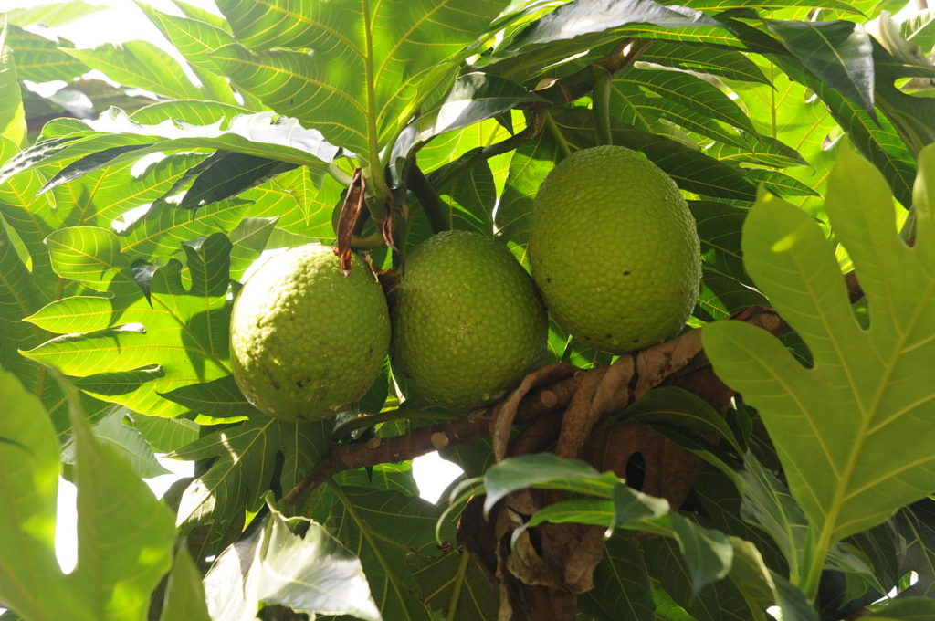 Fruta Pão: Saiba Tudo Sobre Essa Árvore