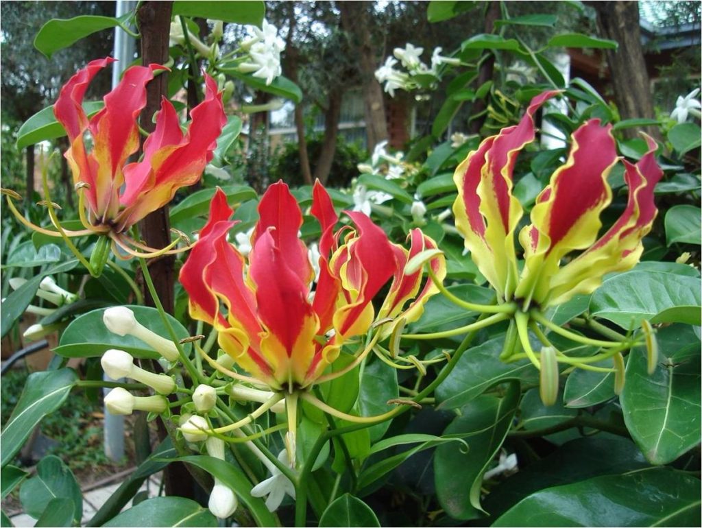 Gloriosa Um Guia Completo Sobre Essa Planta