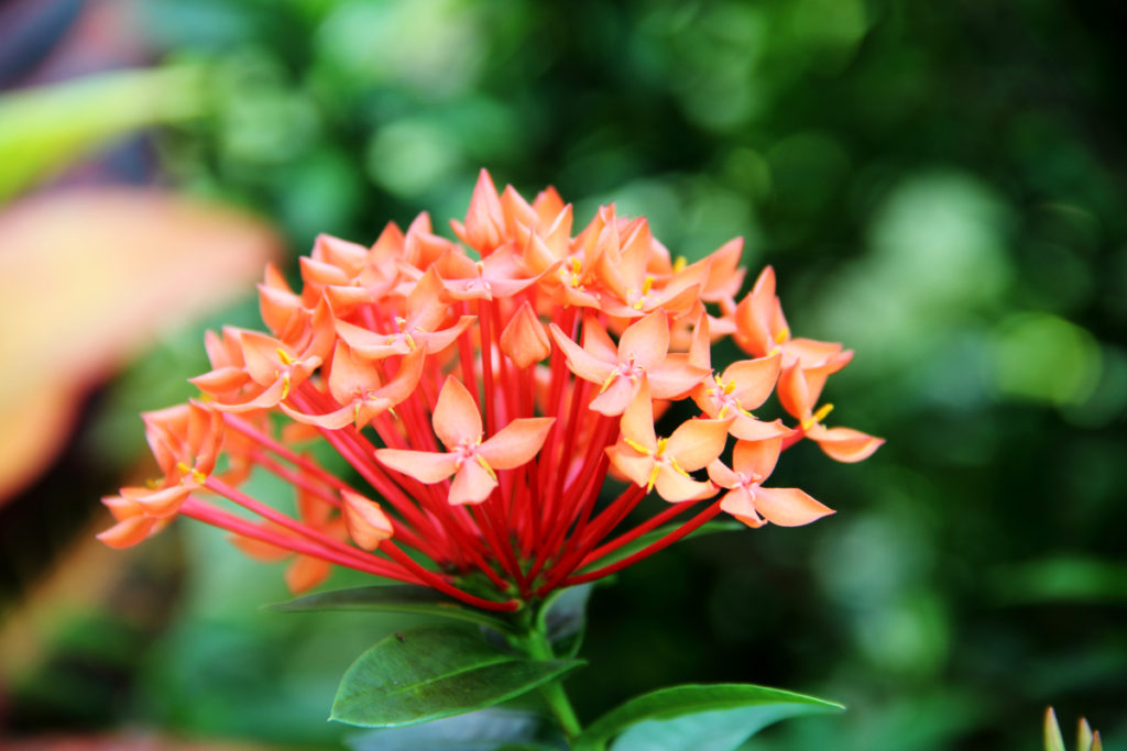 Ixora Chinensis: Saiba Tudo Sobre Essa Planta