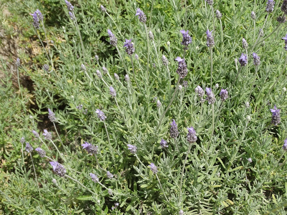 Lavanda Francesa Um Guia Completo Desta Planta