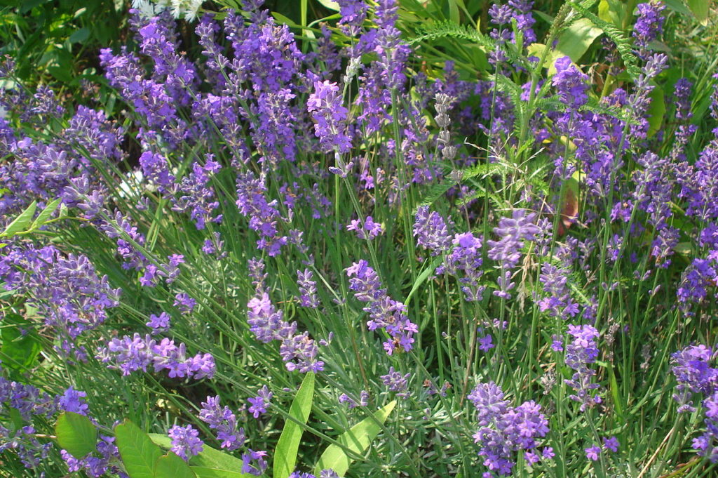 Lavanda Saiba Tudo Sobre Essa Planta