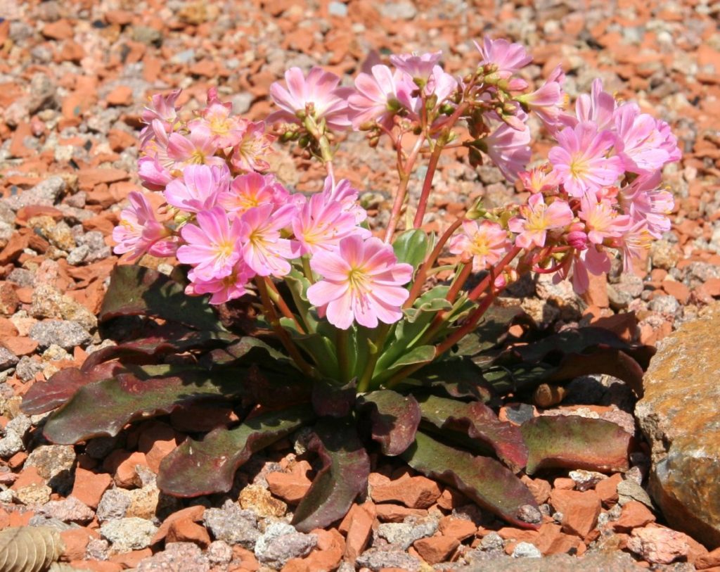 Lewisia Cotyledon Tudo Sobre Essa Suculenta