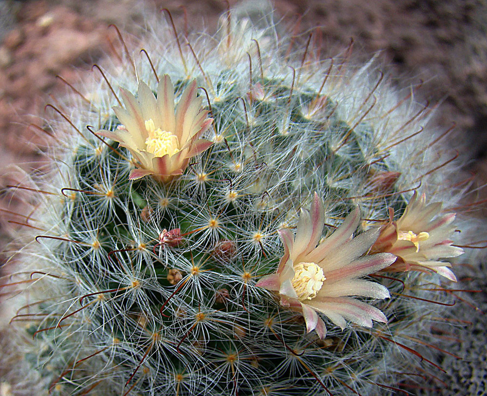 Mammillaria Bocasana Um Guia Sobre Esse Cacto