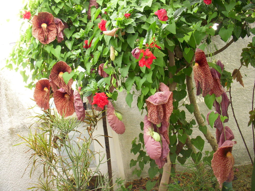 Papo de Peru Saiba Tudo Sobre Essa Planta