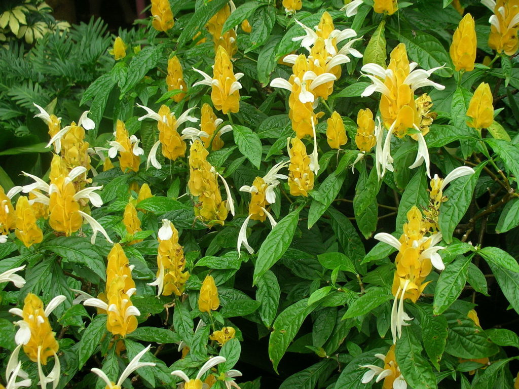 Planta Camarão Amarelo Tudo Sobre Esse Arbusto