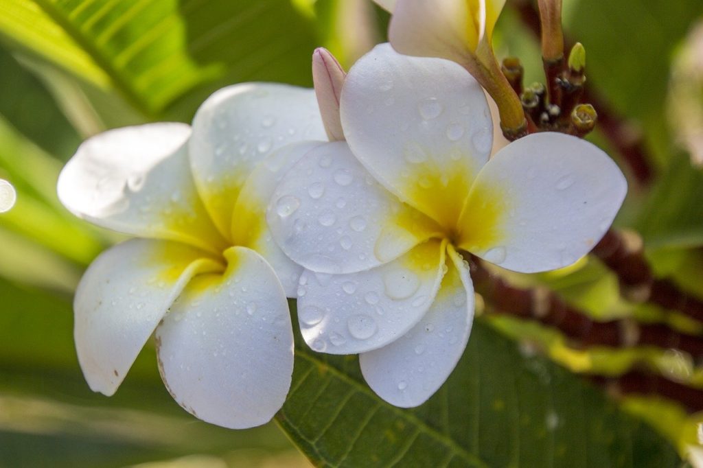 Plumeria Alba Um Guia Completo Desta Planta