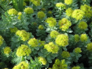Rhodiola Rosea Saiba Tudo Sobre Essa Planta