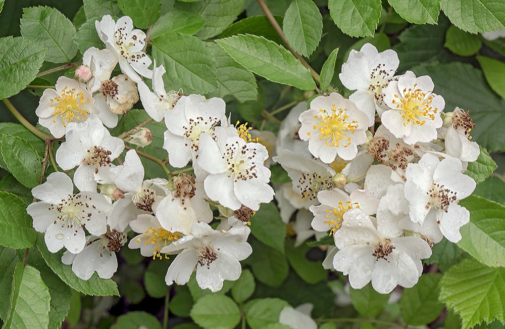 Rosa Silvestre Um Guia Completo Desta Planta