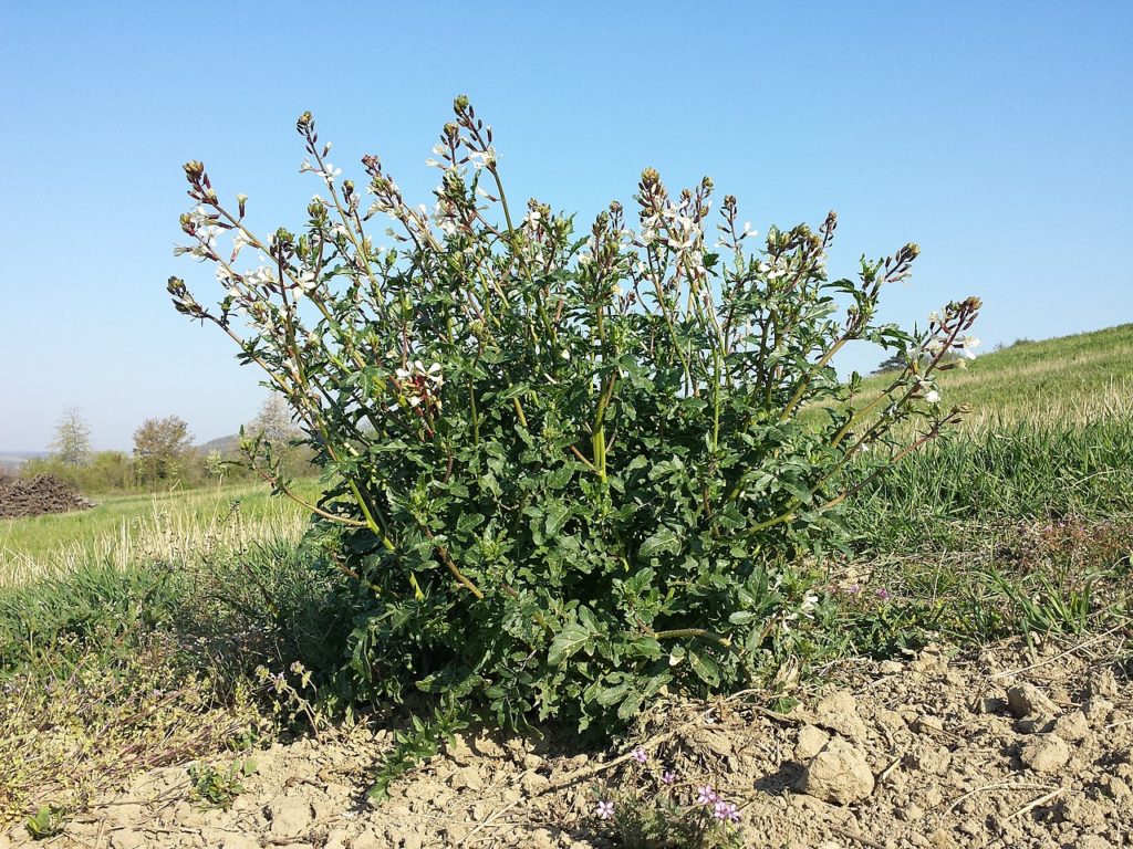 Rúcula Saiba Um Guia Completo Desta Planta