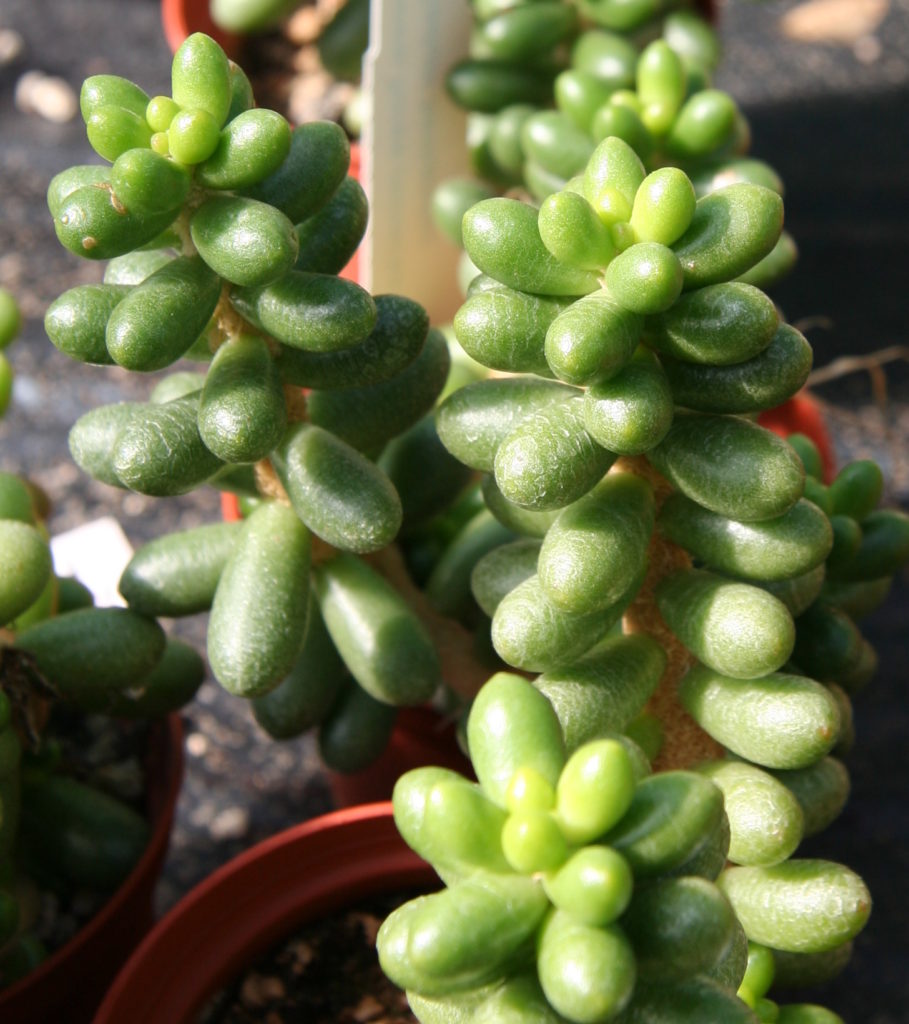 Sedum Hernandezii Tudo Sobre Essa Suculenta