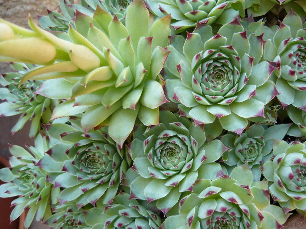 Sempervivum Calcareum Tudo Sobre Essa Planta