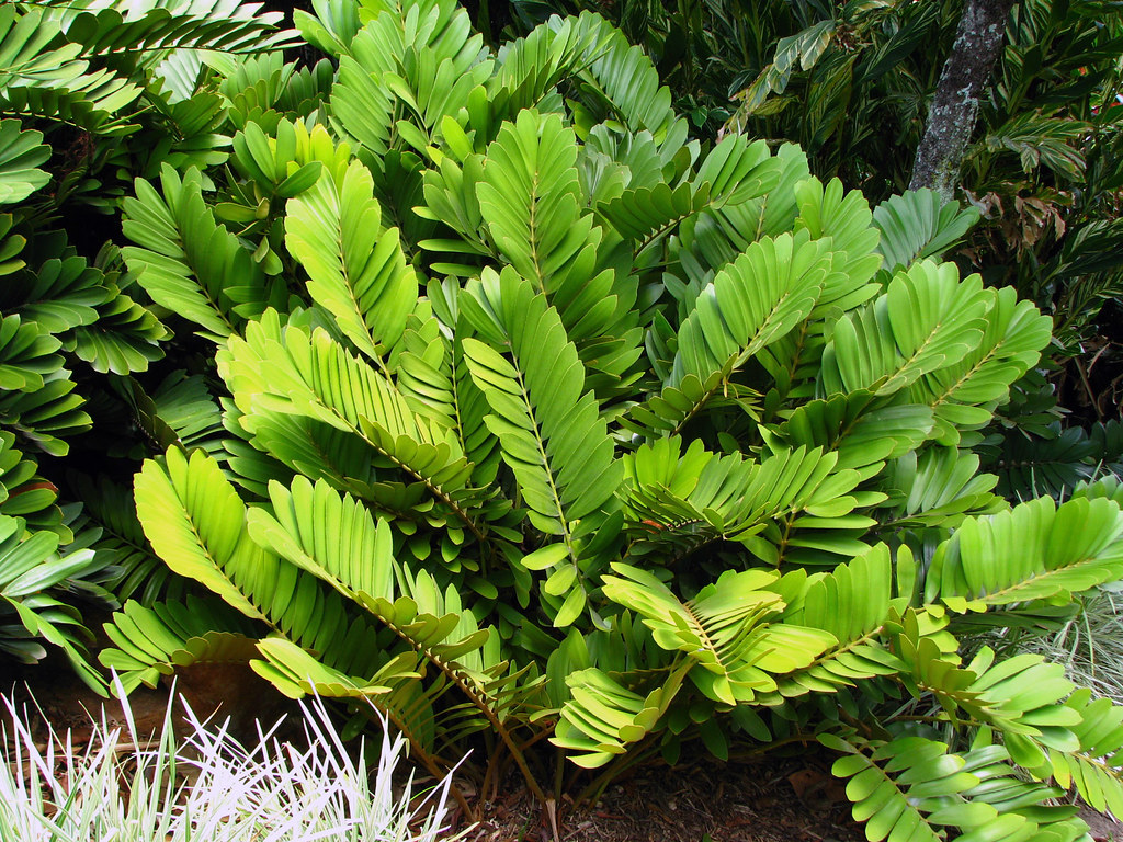 Zamia Saiba Tudo Sobre Essa Planta