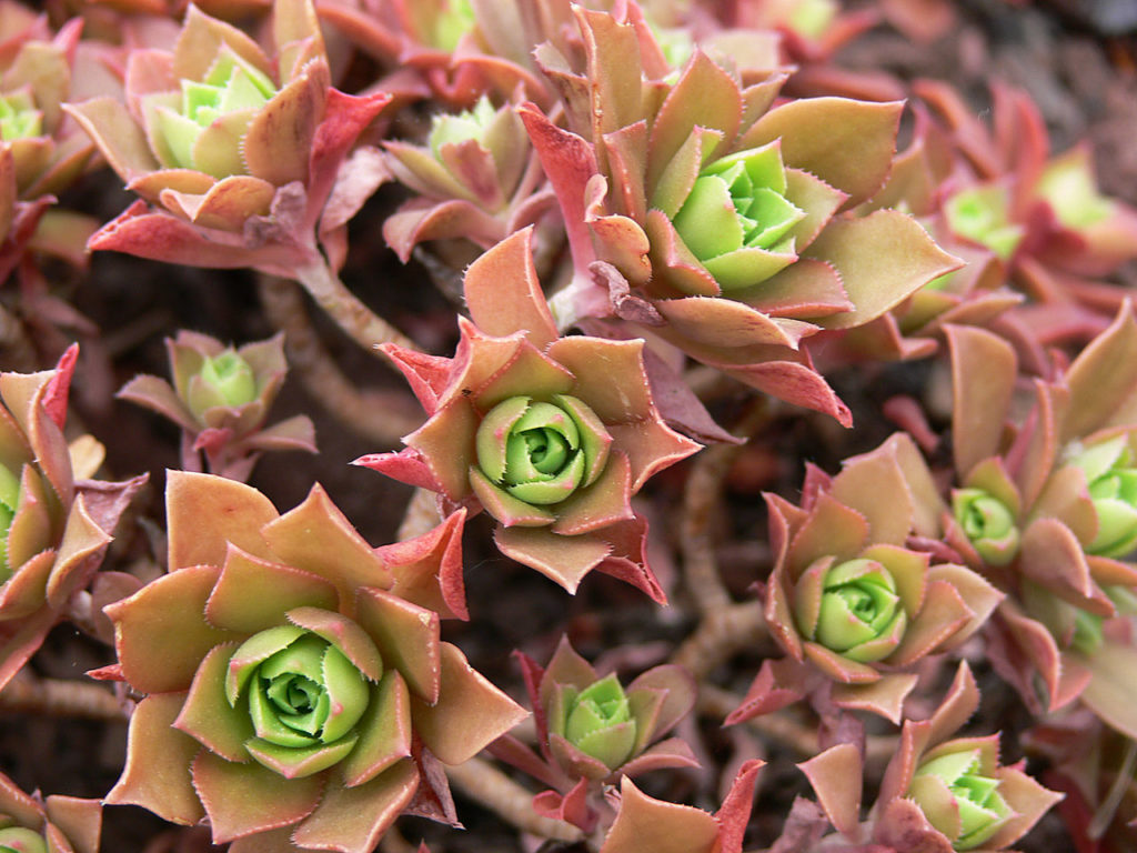 Aeonium Decorum Tudo Sobre Essa Suculenta