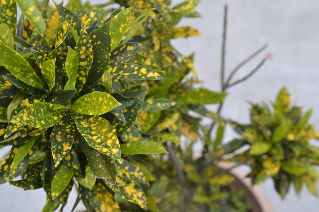 Aucuba Japonica Saiba Tudo Sobre Essa Planta