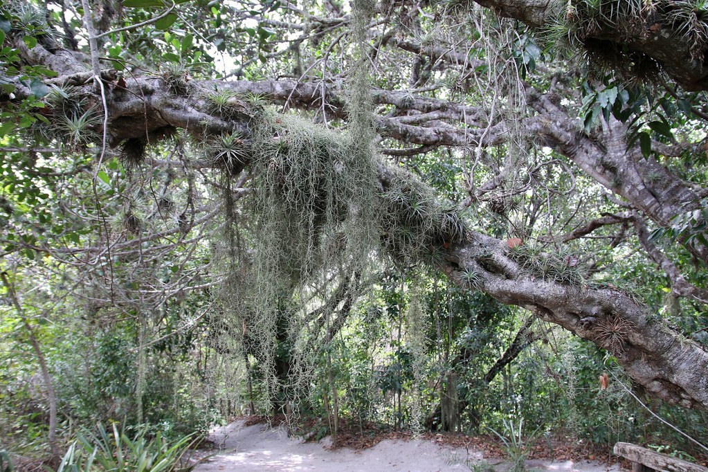 Barba de Velho Um Guia Completo Desta Planta