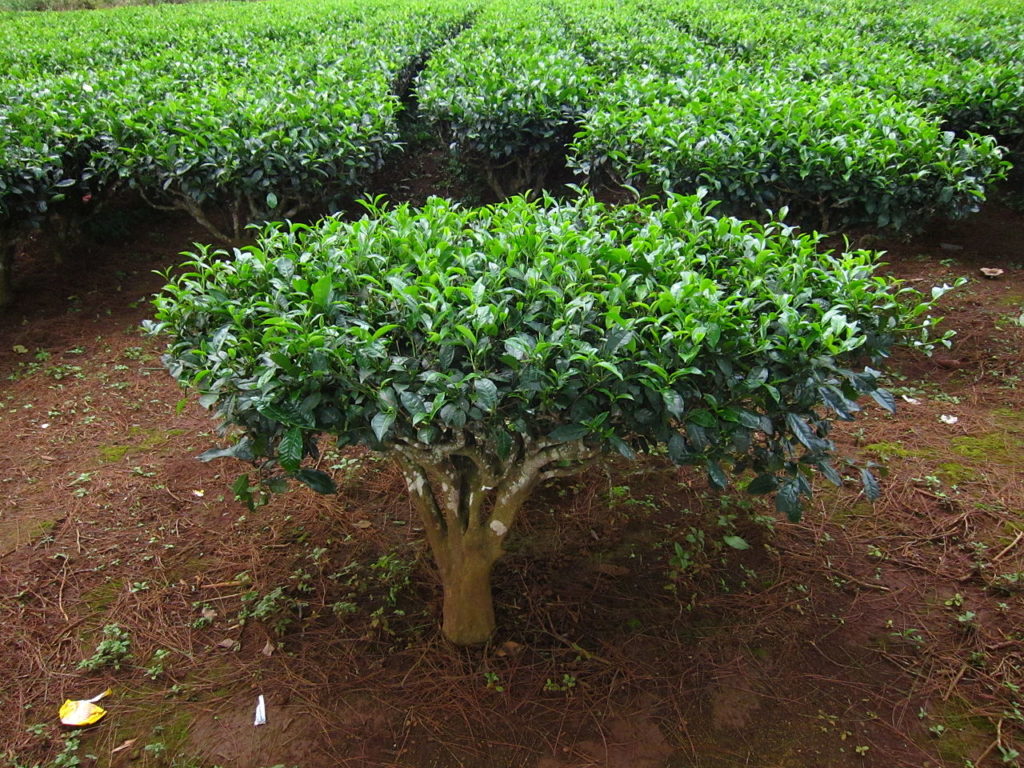 Camellia Sinensis: Saiba Tudo Sobre Essa Planta 