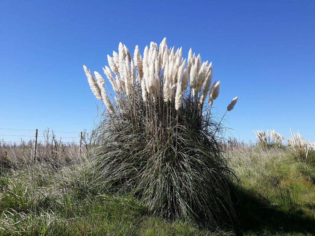 Capim dos Pampas Saiba Tudo Sobre Essa Planta