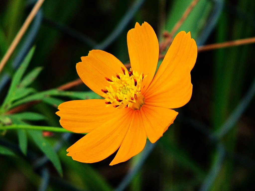 Cosmos Amarelo Um Guia Completo Desta Planta