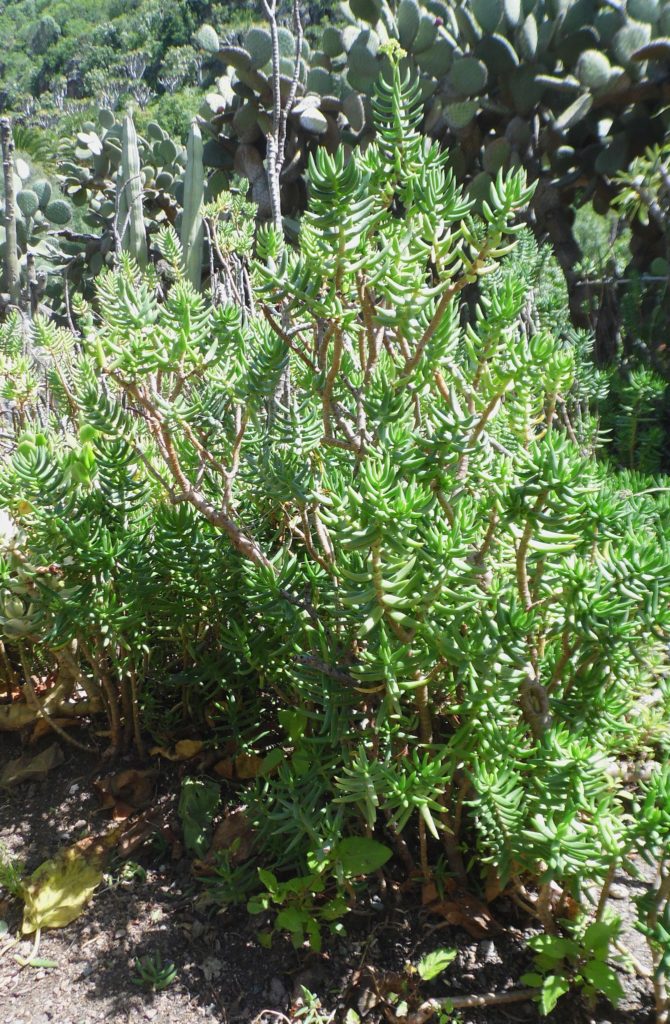 Crassula Tetragona Um Guia Sobre Essa Suculenta