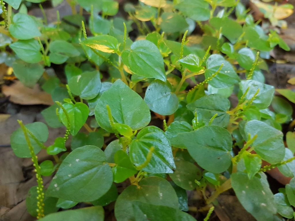 Erva de Jabuti Saiba Tudo Sobre Essa Planta