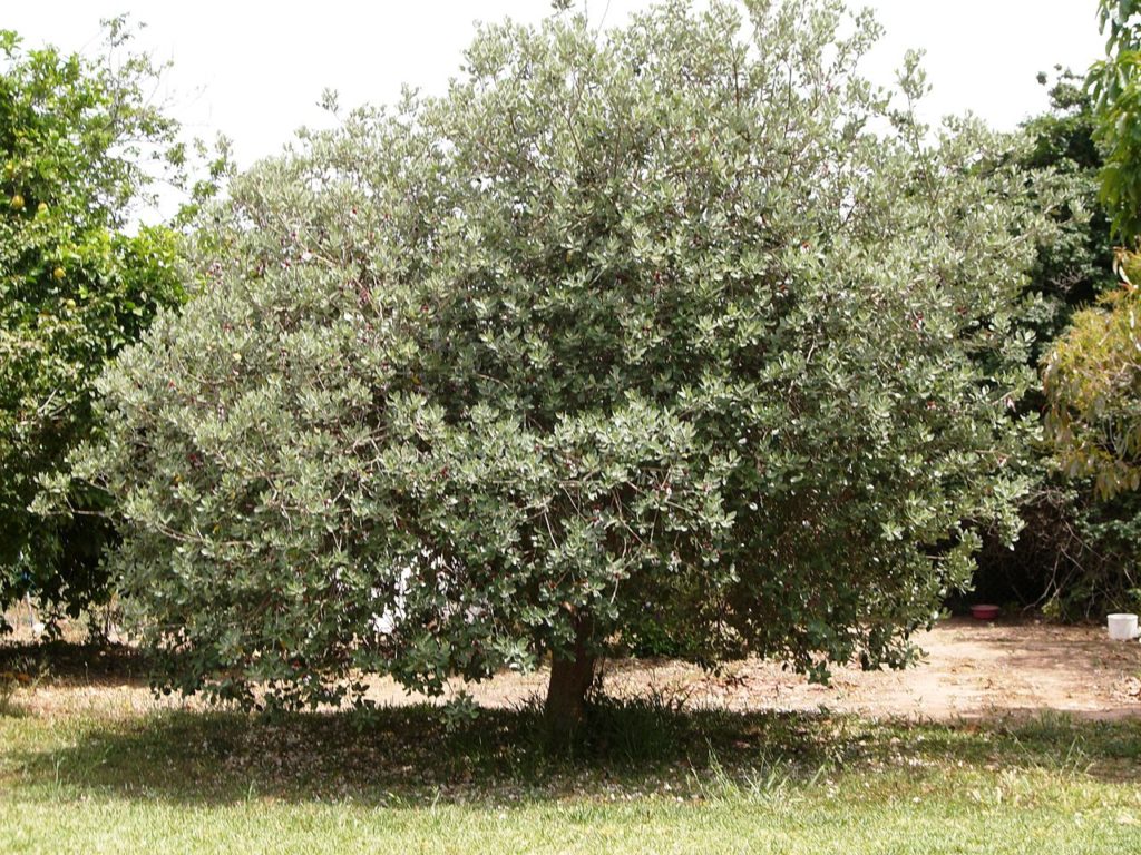 Goiaba Serrana Um Guia Completo Desta Planta