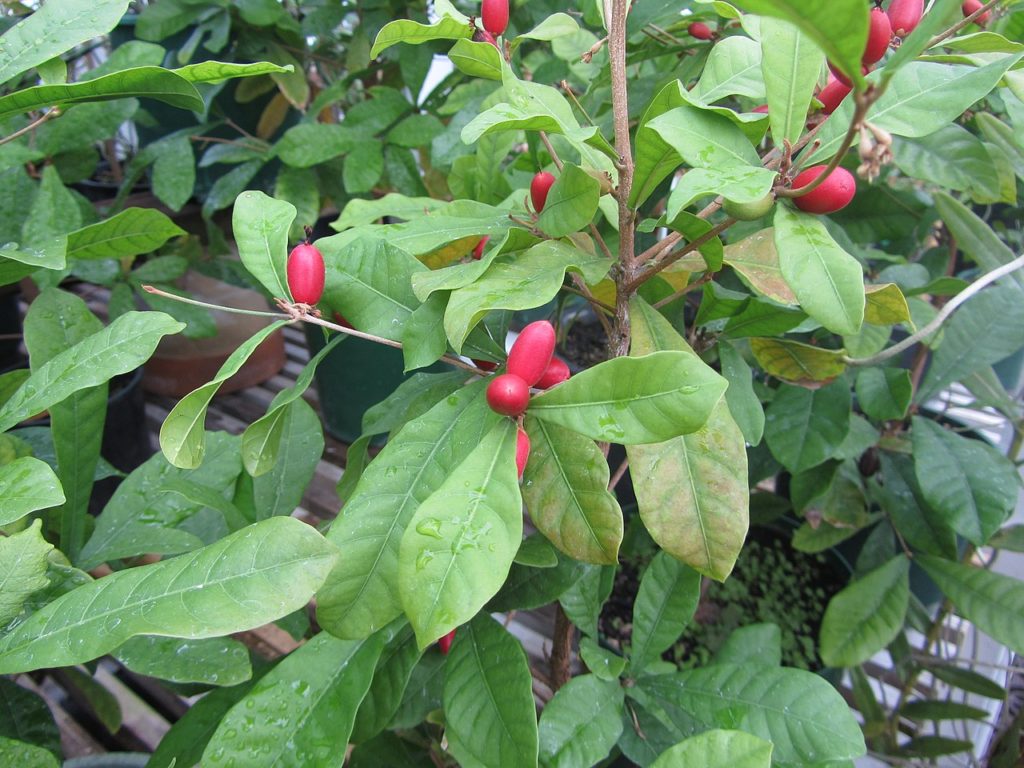 Fruta do Milagre Saiba Tudo Sobre Essa Planta