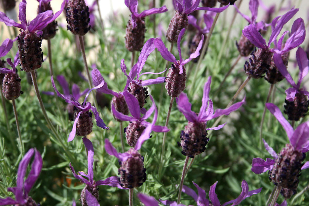 Lavandula Stoechas Guia Completo Desta Planta