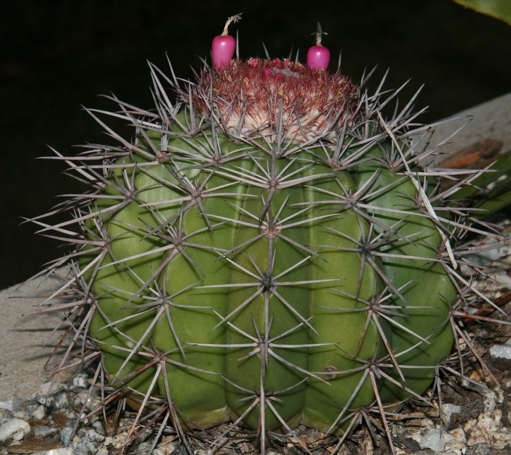 Melocactus Bahiensis Tudo Sobre Esse Cacto