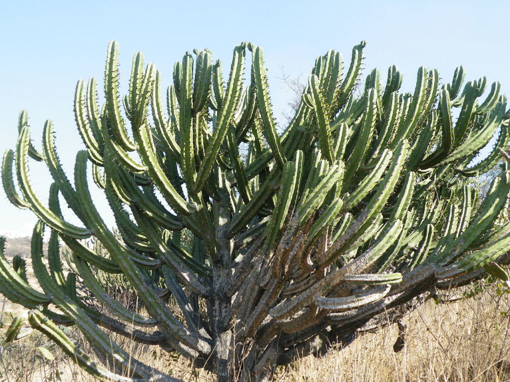 Myrtillocactus Geometrizans Um Guia Deste Cacto