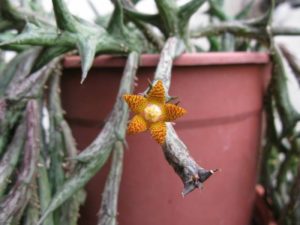 Orbea Schweinfurthii Um Guia Desta Suculenta