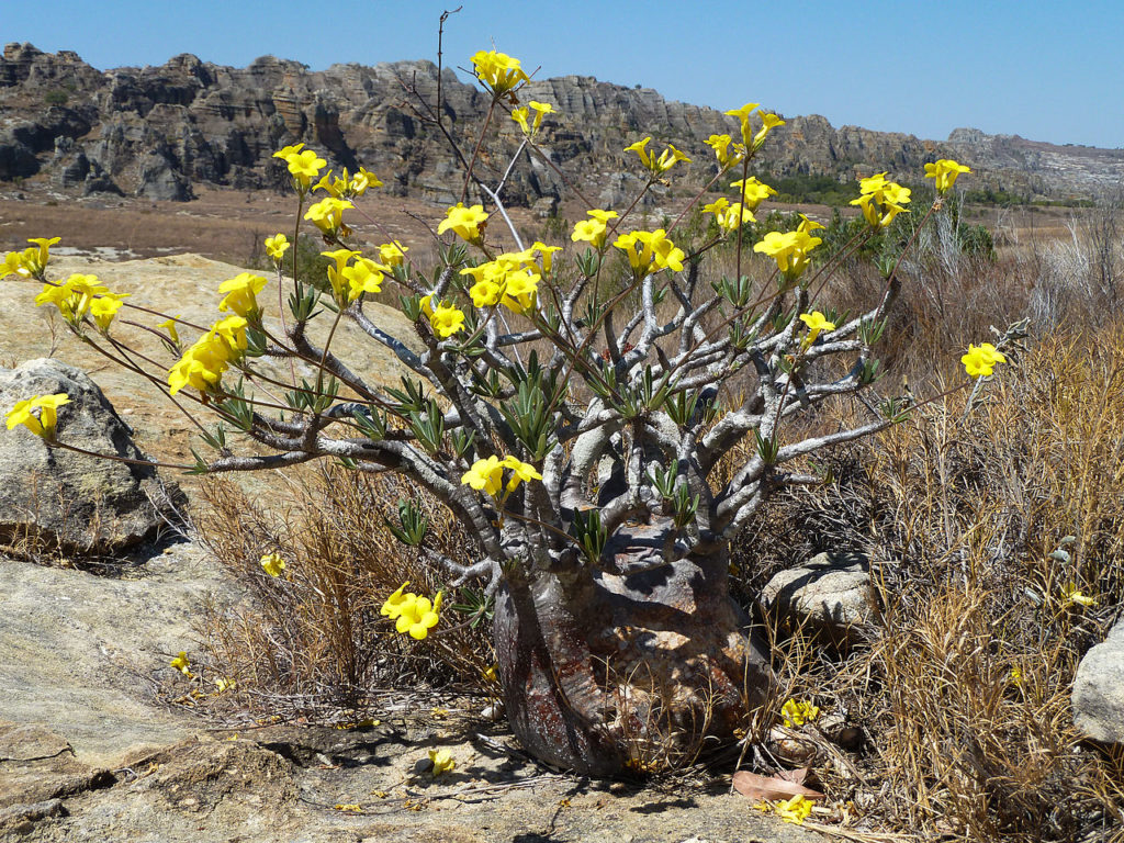 Pachypodium Rosulatum: Um Guia Desta Planta