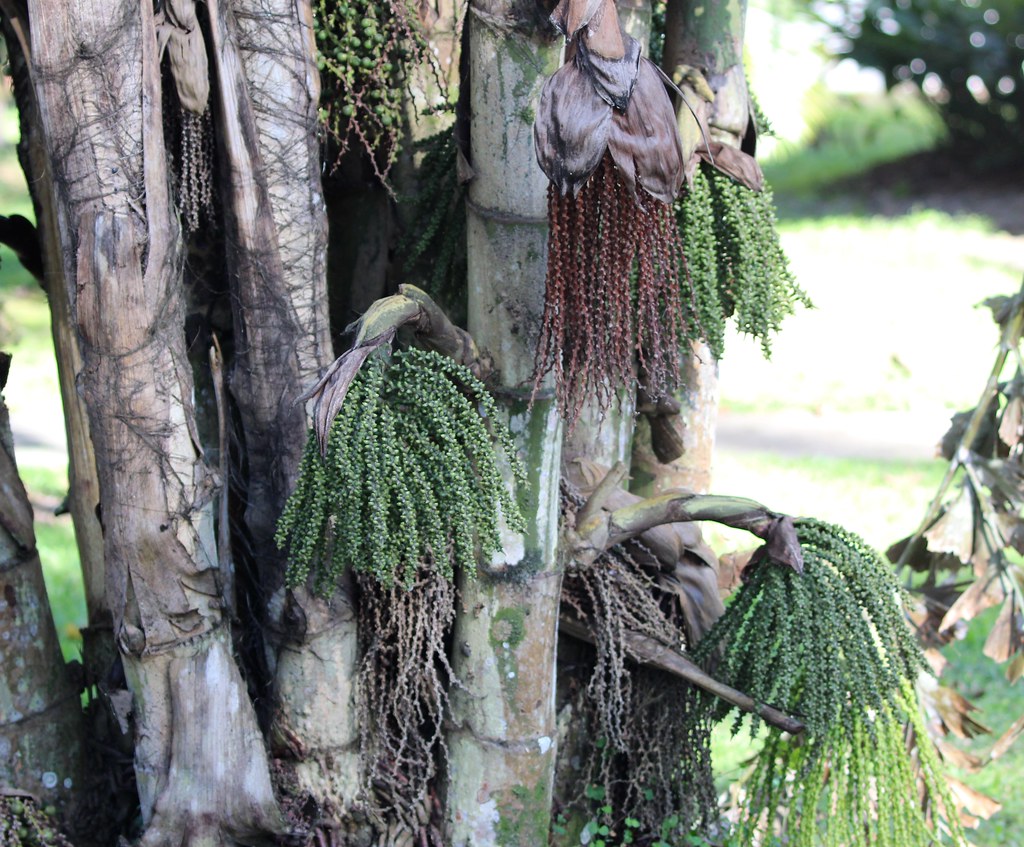 Palmeira Rabo de Peixe Tudo Sobre Essa Planta