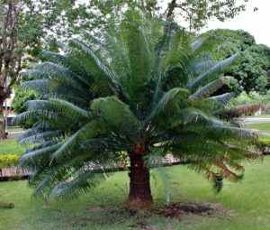 Palmeira Sagu Saiba Tudo Sobre Essa Planta